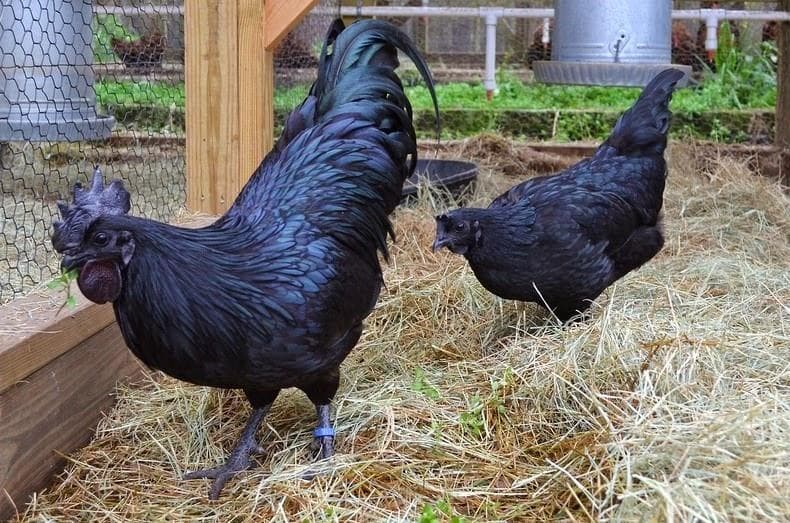 Ayam cemani yang serba hitam dan terkait hal mistis. (GNFI)
