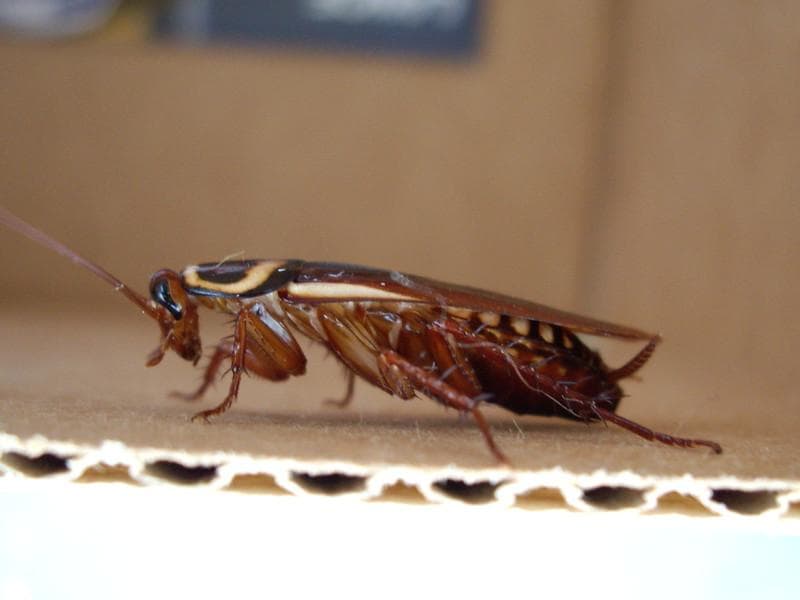 Di dalam tubuh kecoa ada banyak parasit. (Flickr/

Rocky Cardwell)
