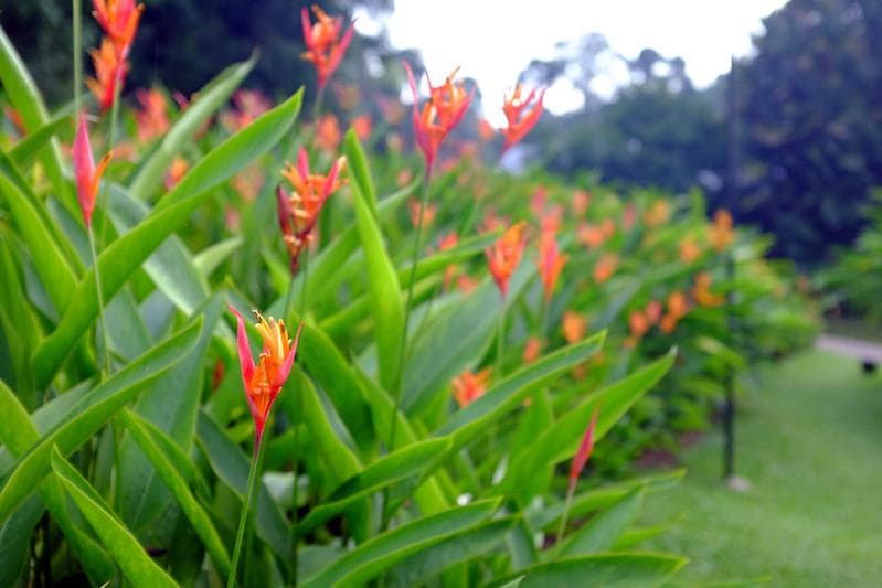 Pohon pisang hias heliconia. (Flickr/

Jnzl's Photos)