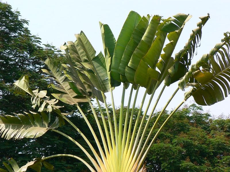 Pohon pisang kipas. (Flickr/

Dinesh Valke)