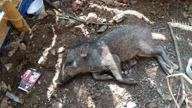 Babi ngepet Depok yang ternyata adalah babi asli namun sudah kadung dibunuh. (Twitter.com/MGT_RADIO)