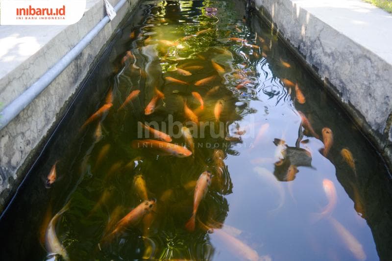 Saluran irigasi air yang sekarang berisi ratusan ekor ikan berbagai macam jenis.&nbsp;(Inibaru.id/ Kharisma Ghana Tawakal)