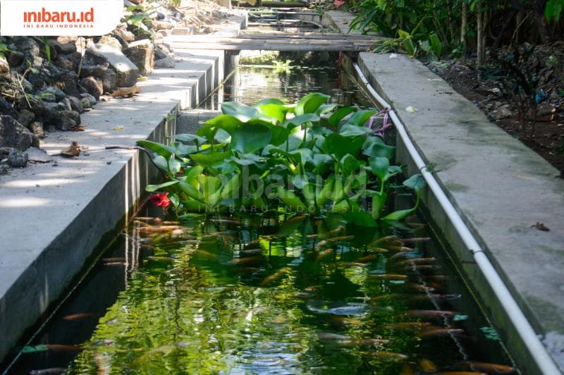 Eceng gondok, salah satu tumbuhan apung yang digunakan warga sebagai komponen untuk merawat kolam dan ikan. (Inibaru.id/Kharisma Ghana Tawakal)