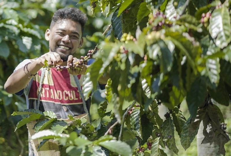 Cahyo Pratomo, petani muda sekaligus penggerak metode "petik merah" untuk pemanenan kopi Temanggung. (Kopen.id/Agus Budi Sulistyo)