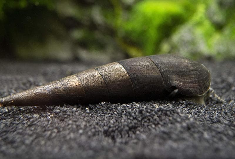 Keong hias Lava Snail atau Black Devil Snail (Amazon)