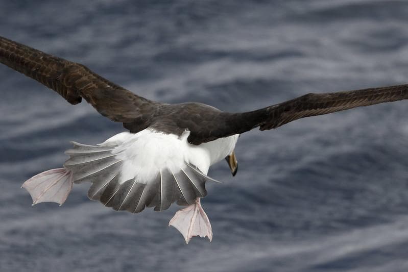 Pasangan jantan albatross semakin sulit berburu ikan sehingga meninggalkan pasangannya lebih lama. (Flickr/

James Preston)