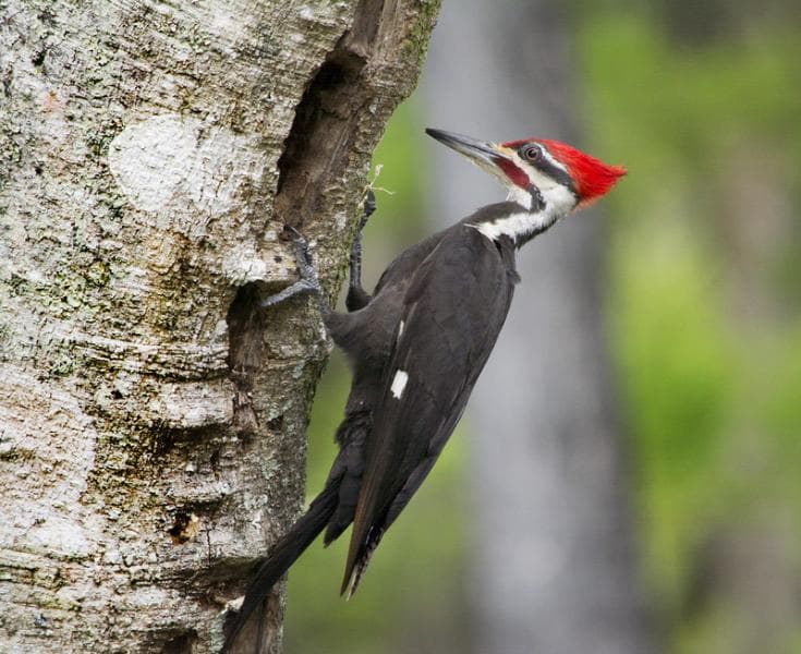 Burung Woody Woodpecker punah. (Flickr/andy_roman)