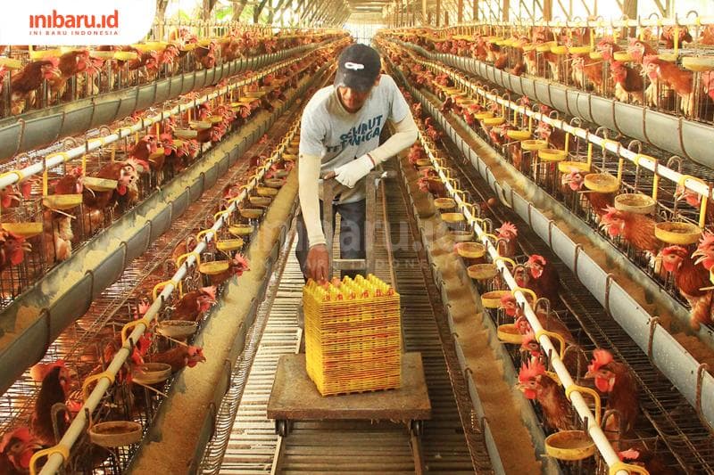 Peternak ayam sedang memanen telur yang siap didistribusikan ke masyarakat (Inibaru.id/Triawanda Tirta Aditya)