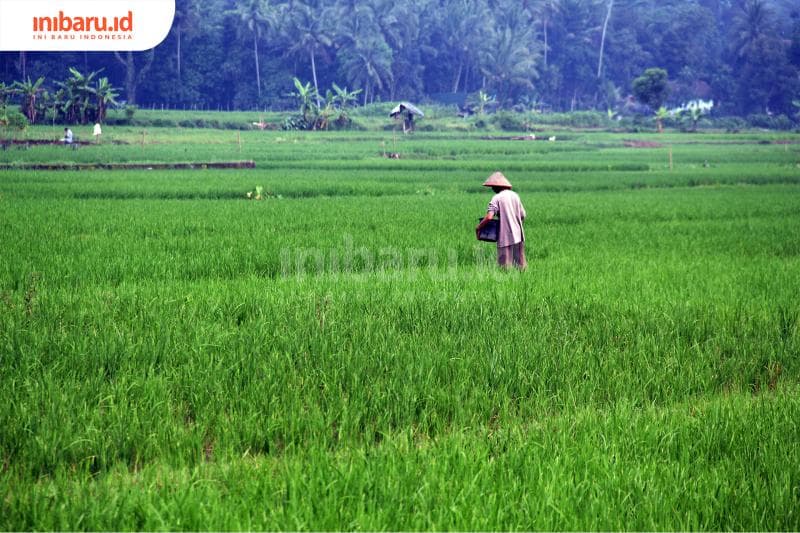 Pemprov Jateng lakukan upaya peningkatan ketahanan pangan dengan memberikan asuransi bagi petani yang gagal panen. (Inibaru.id/Triawanda Tirta Aditya)