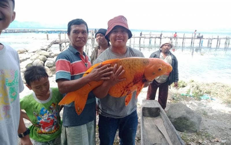 Ikan mas raksasa di Danau Toba. (Facebook/Juliarson Saragih)<br>