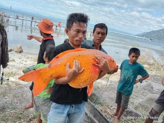 Ikan mas raksasa. (Facebook/Juliarson Saragih)<br>