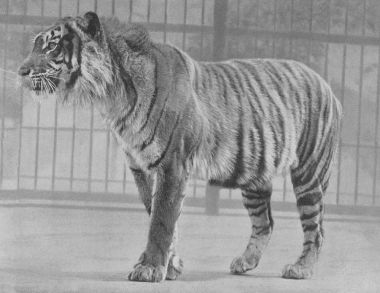 Seekor harimau Jawa di Kebun Binatang London, sebelum 1942. (Wikimedia/FW Bond)<br>