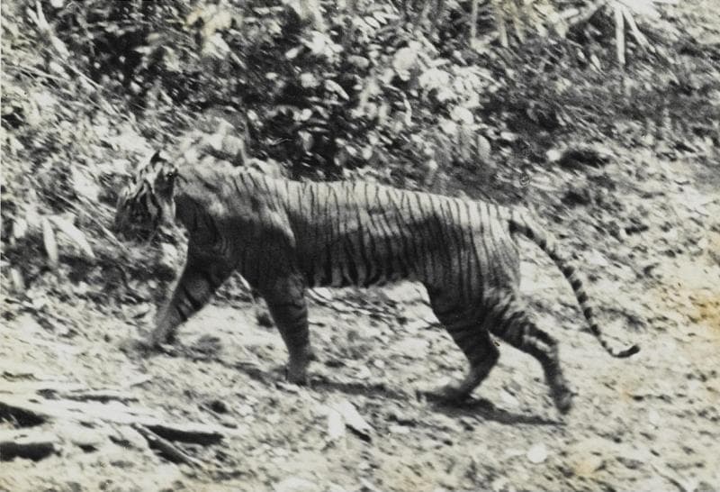 Harimau Jawa yang diambil pada 1938 di Ujung Kulon dan dipublikasikan dalam buku <i>Udjung Kulon: The Land of the Last Javan Rhinoceros</i>&nbsp;karya&nbsp;Andries Hoogerwerf. (Wikimedia)