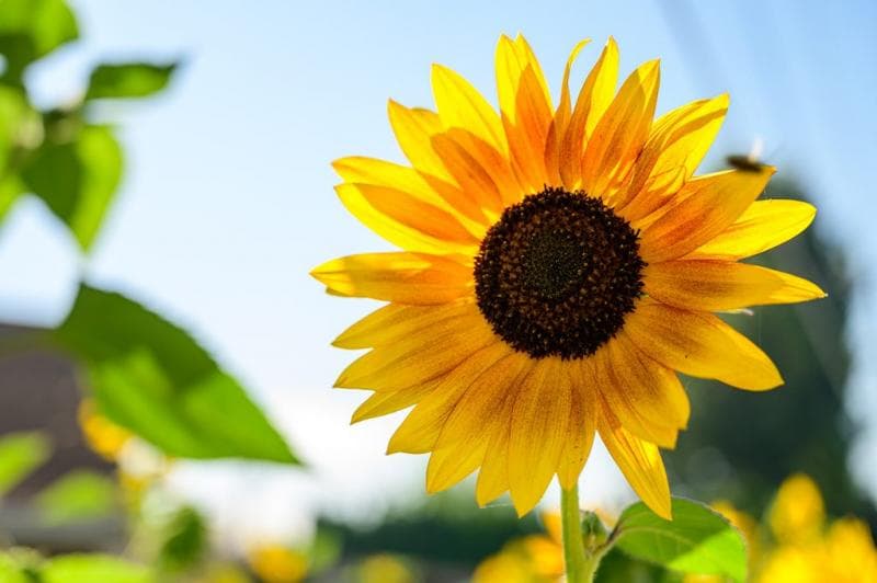 Biji bunga matahari juga memiliki beragam manfaat. (Pexels/Brett)