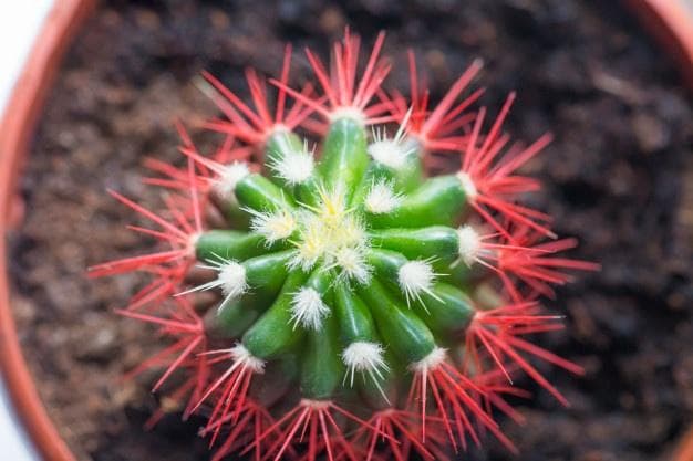 Duri ferocactus berwarna merah. (freepik)