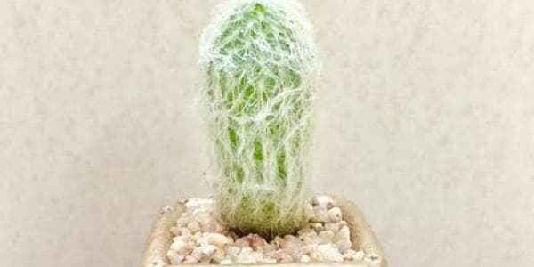Kaktus orang tua atau&nbsp;Cephalocereus Senilis. (theplantshop)