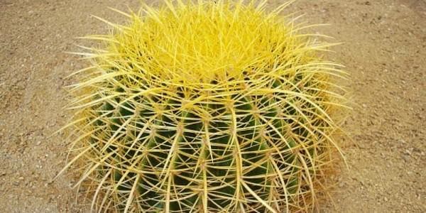 Echinocactus Grusonii atau kaktus gentong emas. (arizonacactussales)