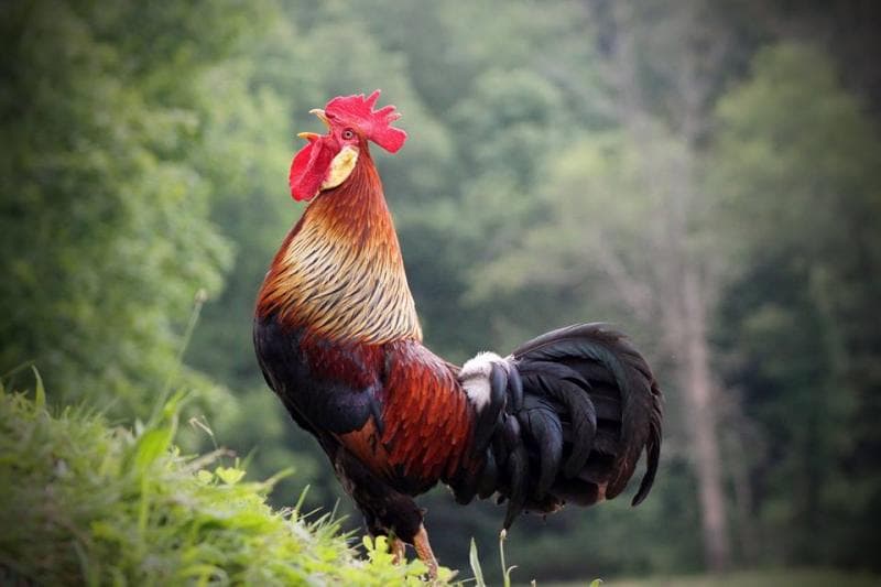 Ayam berkokok pada tengah malam bisa menandakan kehadiran makhluk halus. (Backyardchickens)