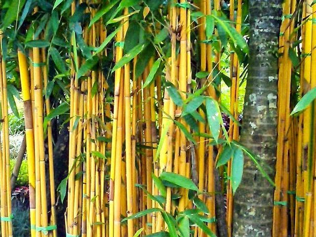 Bambu kuning . (Liputan6)