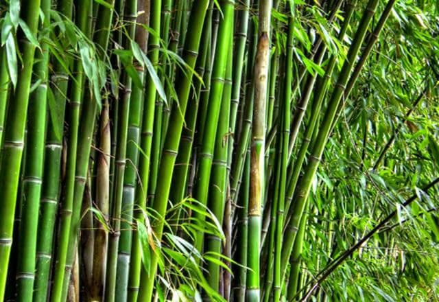 Ilustrasi: Bambu. (8Villages)