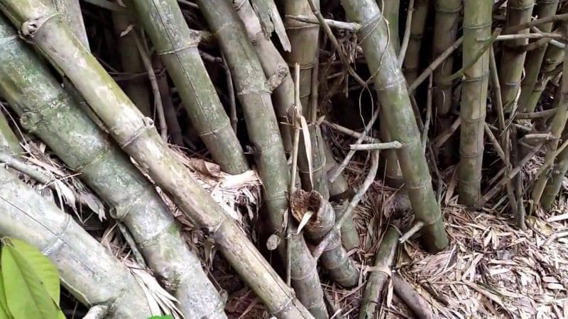 Bambu petuk. (Youtube)
