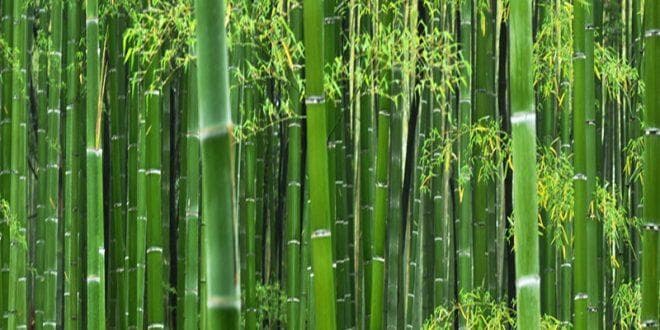 Kumpulan bambu. (Deras.co.id)