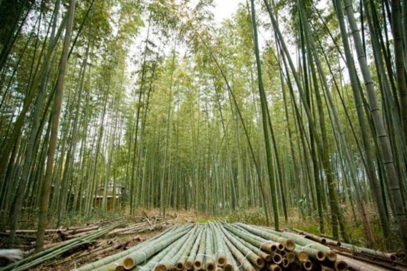 Jangan melangkahi bambu ya. (Solopos)
