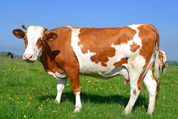 Foto sapi yang ada di ladang. (Update.ahloo.com)
