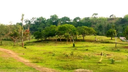 Bukit Diponegoro, bukti kesuburan Tembalang. (Albertna.com)