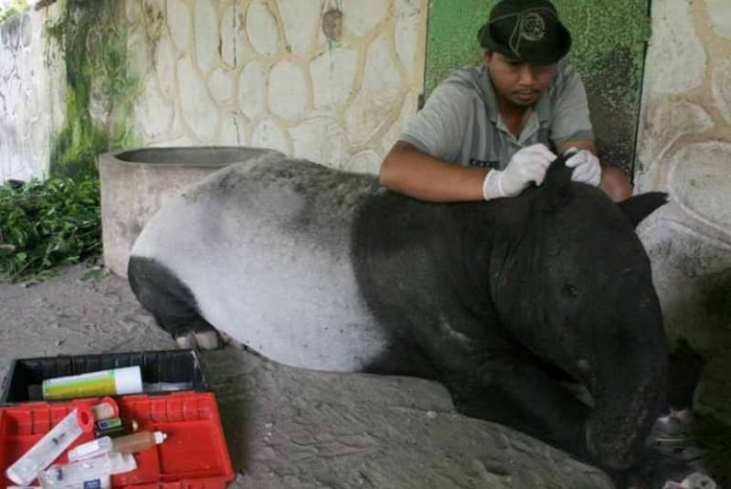 Dokter Hewan, Cahyo, memeriksa kesehatan Tapir (Tapirus Indicus) di Kebun Binatang gembiraloka Yogyakarta, Jumat (23/3). Untuk mencegah penularan penyakit, dilakukan pemeriksaan rutin untuk Tapir yang meliputi pemeriksaan mata, mulut dan kulit. (Anta